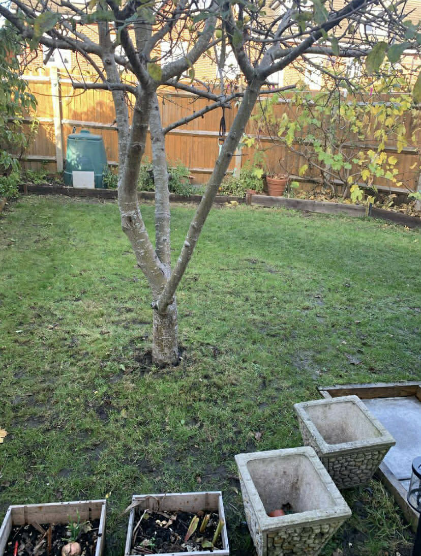 Outdoor area before hedge and pruning work